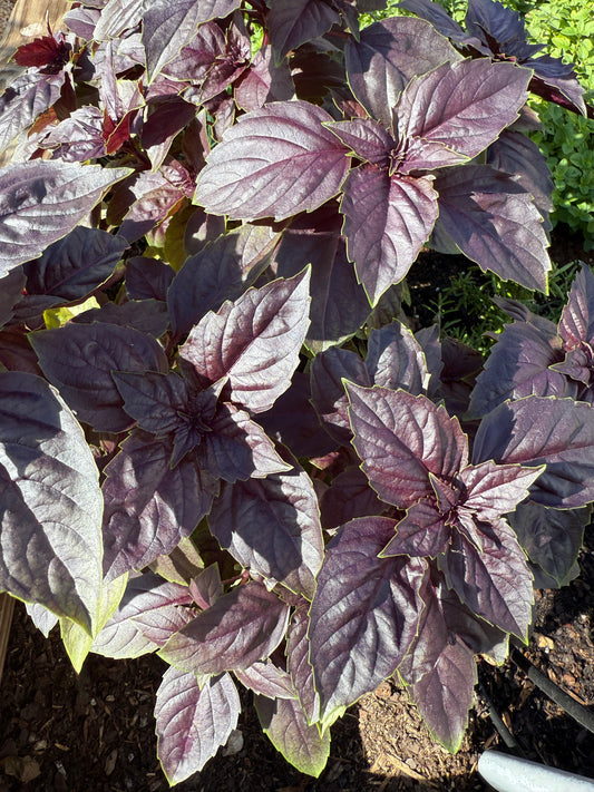 Amethyst Basil Salt “Spooky Salt”